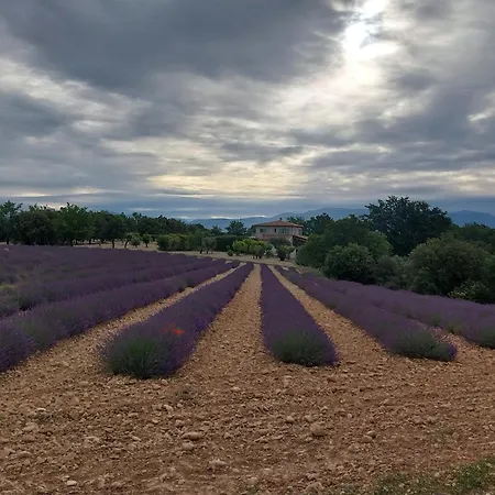 Lou Limbert Plateau De Valensole